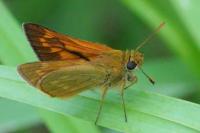 Ochlodes sylvanus