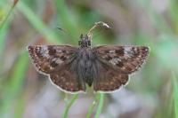 Erynnis tages