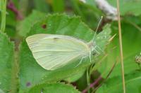 Pieris brassicae