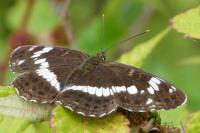 Limenitis camilla