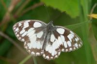 Melanargia galathea