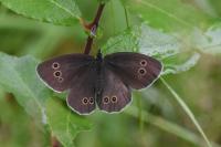 Aphantopus hyperantus