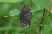 Aphantopus hyperantus