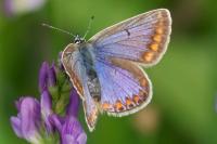 Polyommatus icarus