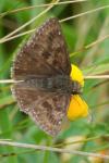 Erynnis tages