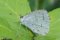 Celastrina argiolus