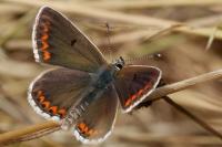 Aricia agestis