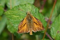 Ochlodes sylvanus