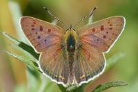 Lycaena tityrus