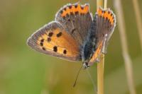 Lycaena phlaeas