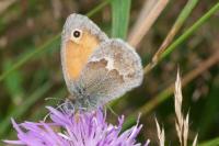Coenonympha pamphilus