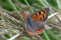 Lycaena phlaeas