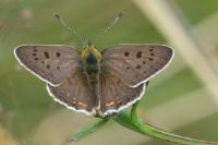 Lycaena tityrus