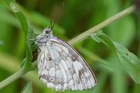 Melanargia galathea