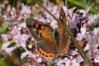 Lycaena phlaeas