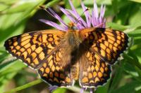 Melitaea phoebe