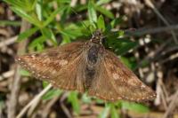 Erynnis tages