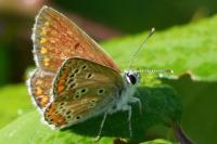 Aricia agestis