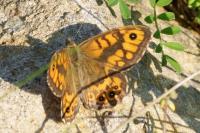 Lasiommata megera