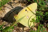 Colias crocea