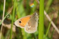 Coenonympha pamphilus
