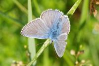 Polyommatus icarus