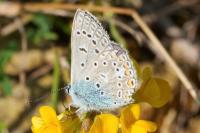 Polyommatus icarus