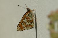 Melitaea cinxia