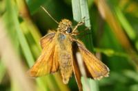 Thymelicus acteon