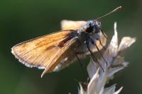 Thymelicus sylvestris