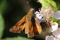 Ochlodes sylvanus