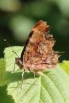 Polygonia c-album