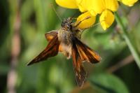 Ochlodes sylvanus