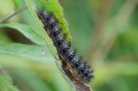 Melitaea phoebe