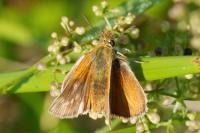 Thymelicus acteon