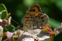 Lasiommata megera