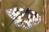 Melanargia galathea
