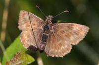Erynnis tages