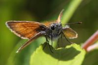 Thymelicus sylvestris
