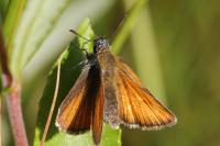 Thymelicus sylvestris