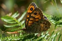 Lasiommata megera