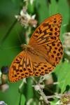 Argynnis paphia