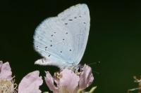 Celastrina argiolus