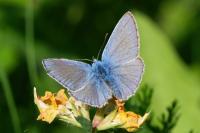 Polyommatus icarus