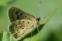 Lycaena tityrus