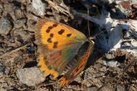 Lycaena phlaeas