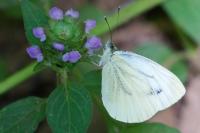 Pieris napi