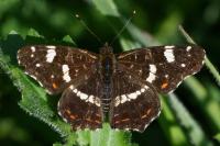 Araschnia levana