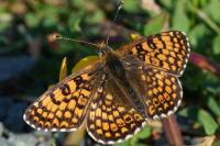 Melitaea cinxia