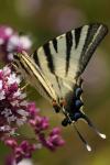 Iphiclides podalirius